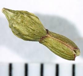   Fruit:   Rapistrum rugosum ; Photo by A. Margina, USDA APHIS PPQ, imageID.idtools.org
